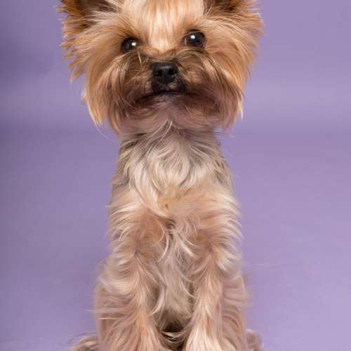 Hundeauslaufgebiet-fell.buddies-Bild