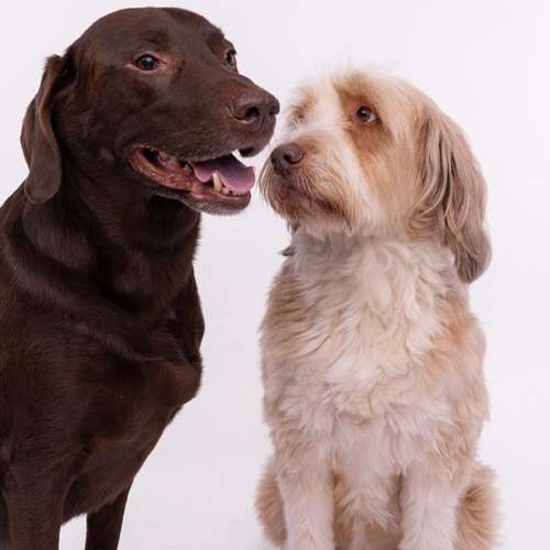 Hundeauslaufgebiet-fell.buddies-Bild