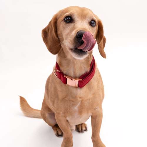 Hundeauslaufgebiet-fell.buddies-Bild