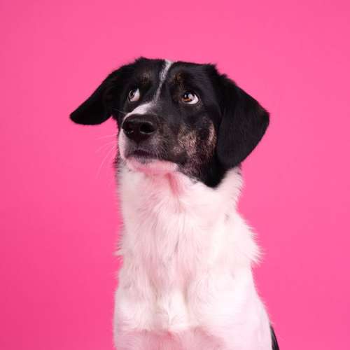 Hundeauslaufgebiet-fell.buddies-Bild