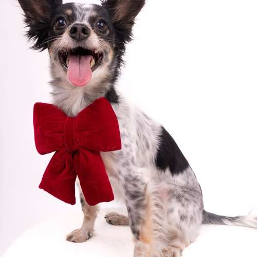 Hundeauslaufgebiet-fell.buddies-Bild