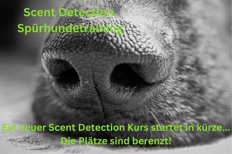 Hundeauslaufgebiet-Teamspass-hund-Bild