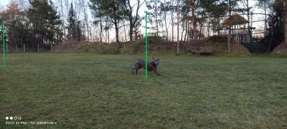 Hundeauslaufgebiet-Teamspass-hund-Bild