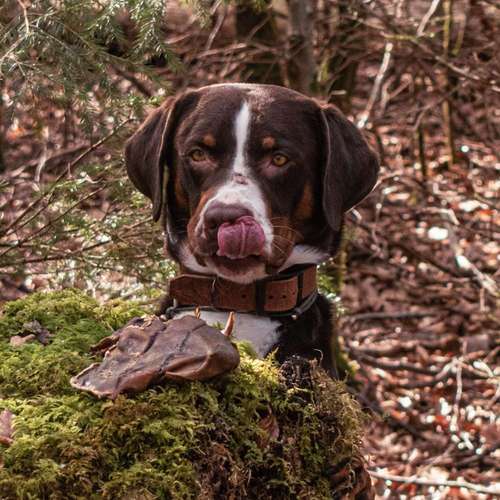 Hundeauslaufgebiet-anbri Tier Restaurant GmbH-Bild