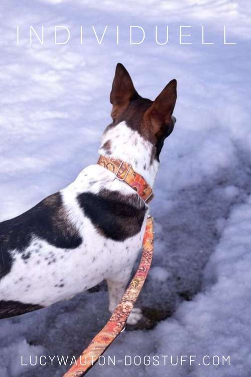 Hundeauslaufgebiet-Lucy´s dogstuff - Die Hundeschneiderei-Bild