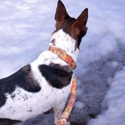 Hundeauslaufgebiet-Lucy´s dogstuff - Die Hundeschneiderei-Bild