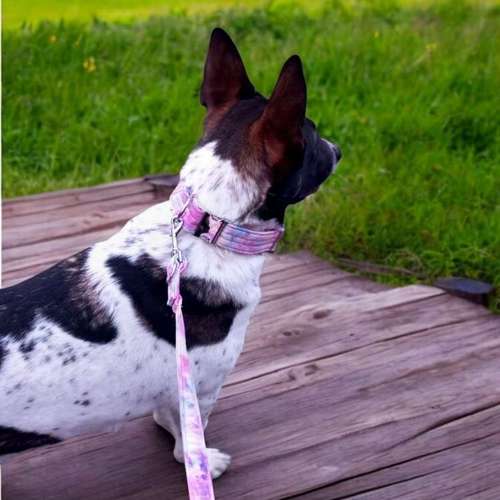 Hundeauslaufgebiet-Lucy´s dogstuff - Die Hundeschneiderei-Bild