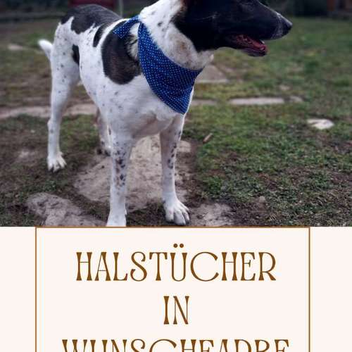 Hundeauslaufgebiet-Lucy´s dogstuff - Die Hundeschneiderei-Bild