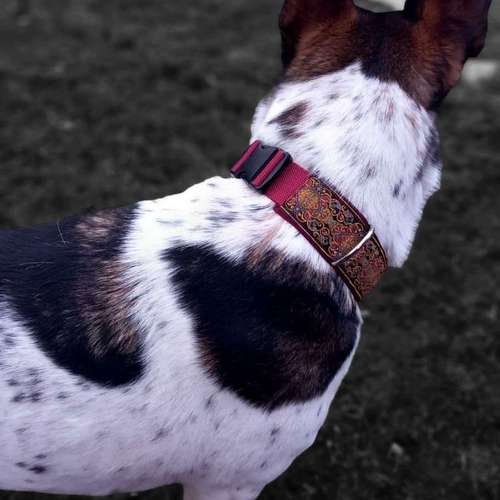 Hundeauslaufgebiet-Lucy´s dogstuff - Die Hundeschneiderei-Bild