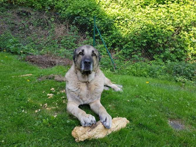 Hundeauslaufgebiet-Hundetraining Blanche Wrede-Bild