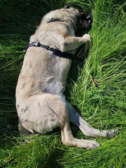 Hundeauslaufgebiet-Hundetraining Blanche Wrede-Bild