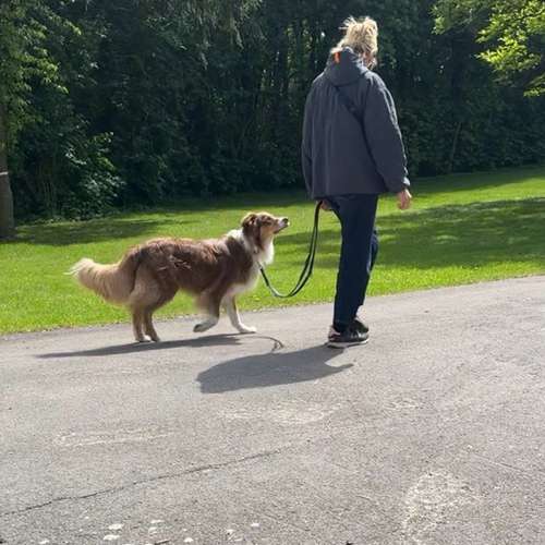 Hundeauslaufgebiet-Hund und Feinsinn-Bild