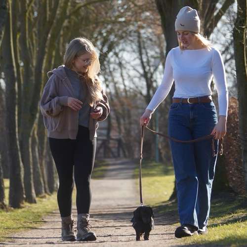 Hundeauslaufgebiet-Hund und Feinsinn-Bild