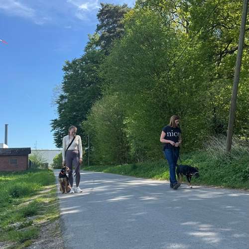Hundeauslaufgebiet-Hund und Feinsinn-Bild