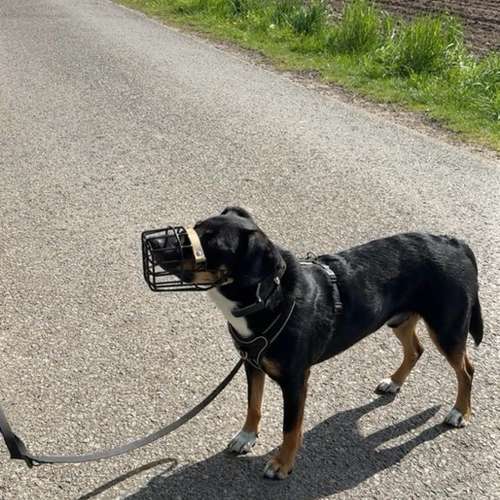 Hundeauslaufgebiet-Hund und Feinsinn-Bild