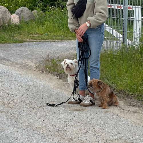 Hundeauslaufgebiet-Hund und Feinsinn-Bild