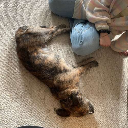 Hundeauslaufgebiet-Hund und Feinsinn-Bild