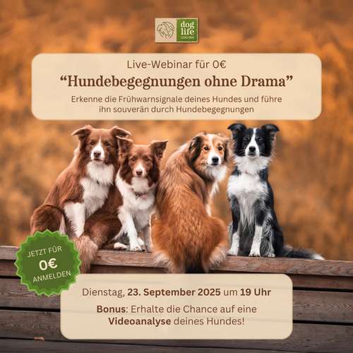 Hundeauslaufgebiet-Agnieszka Gajda - Dog Life Coaching-Bild