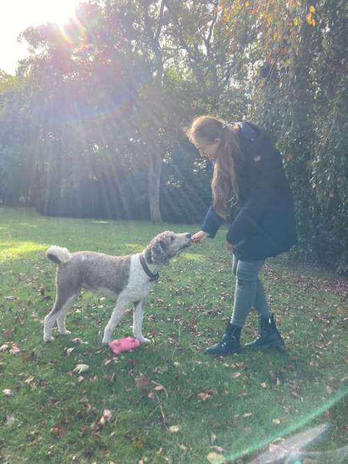 Hundeauslaufgebiet-A Dog's Dream-Bild