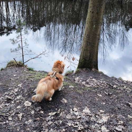 Hundeauslaufgebiet-A Dog's Dream-Bild