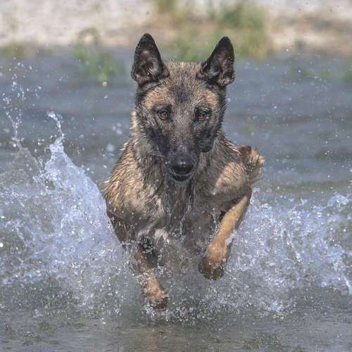 Hundeauslaufgebiet-Dogpicsart-Bild