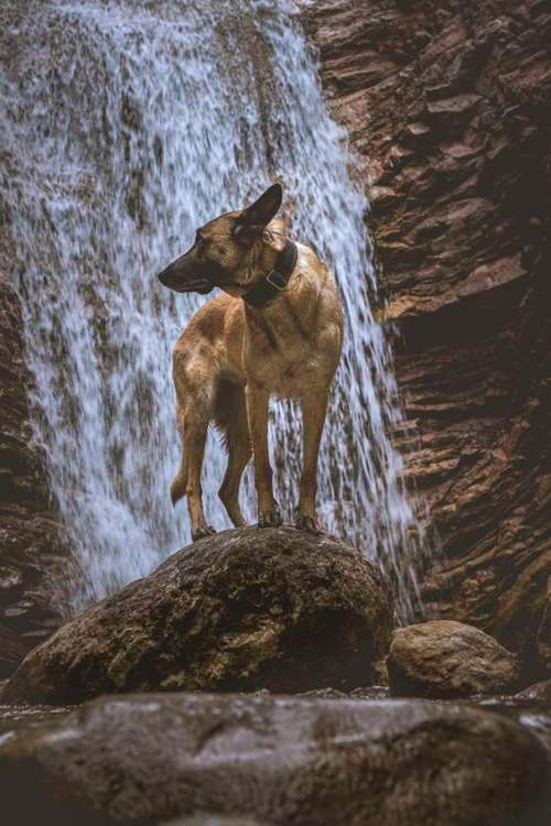 Hundeauslaufgebiet-Dogpicsart-Bild