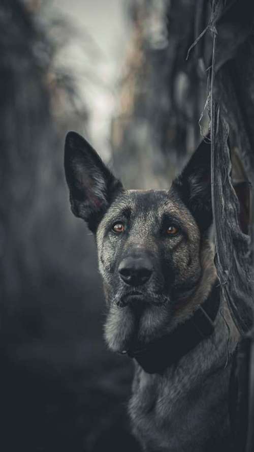 Hundeauslaufgebiet-Dogpicsart-Bild