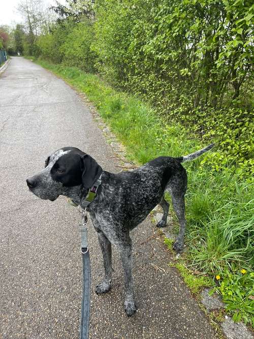 Hundeauslaufgebiet-Jennifer Sroka-Bild