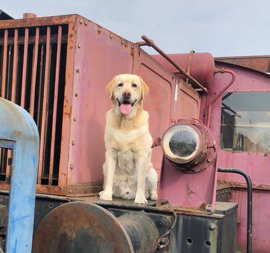 Hundeauslaufgebiet-Jennifer Sroka-Bild