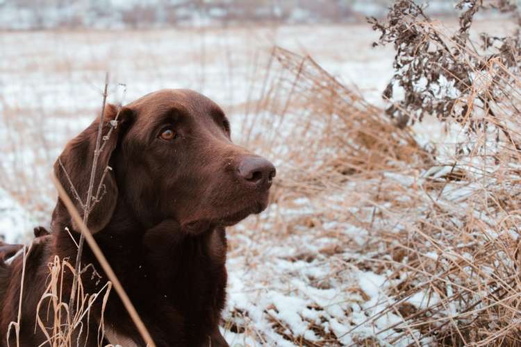 Hundeauslaufgebiet-Herz trifft Pfote-Bild