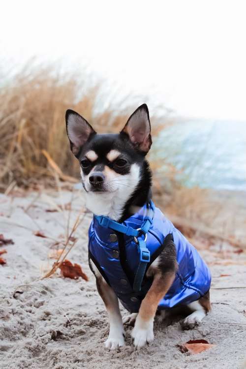 Hundeauslaufgebiet-Herz trifft Pfote-Bild