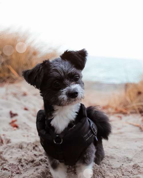 Hundeauslaufgebiet-Herz trifft Pfote-Bild