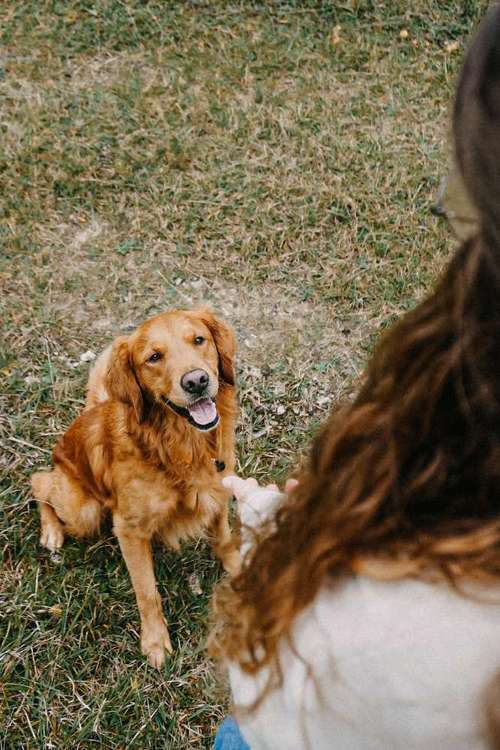 Hundeauslaufgebiet-schön.bewegt-Bild