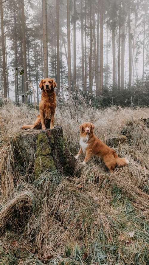 Hundeauslaufgebiet-schön.bewegt-Bild