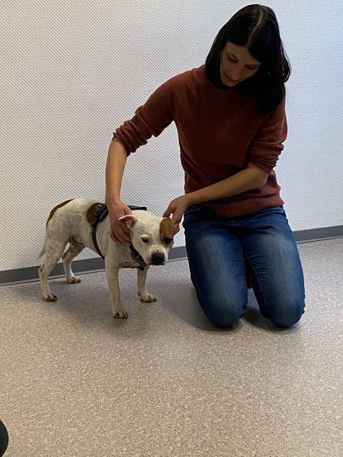 Hundeauslaufgebiet-aniveda Tierphysiotherapie-Bild