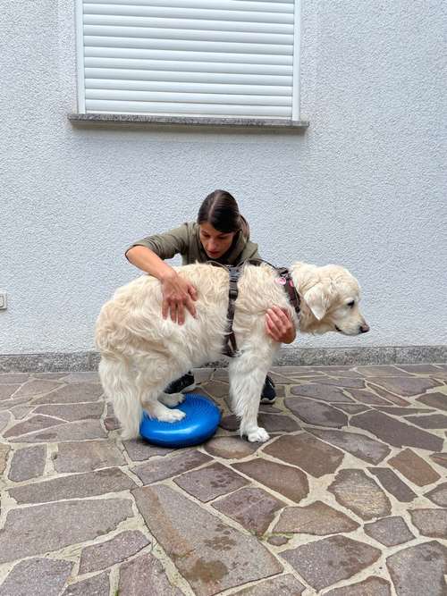 Hundeauslaufgebiet-aniveda Tierphysiotherapie-Bild