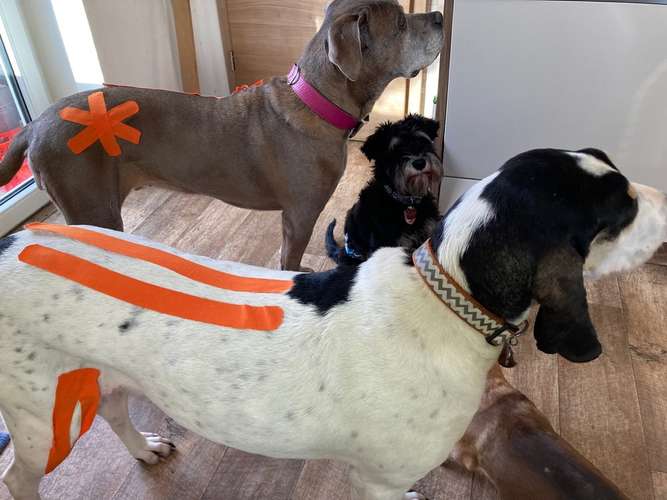 Hundeauslaufgebiet-aniveda Tierphysiotherapie-Bild