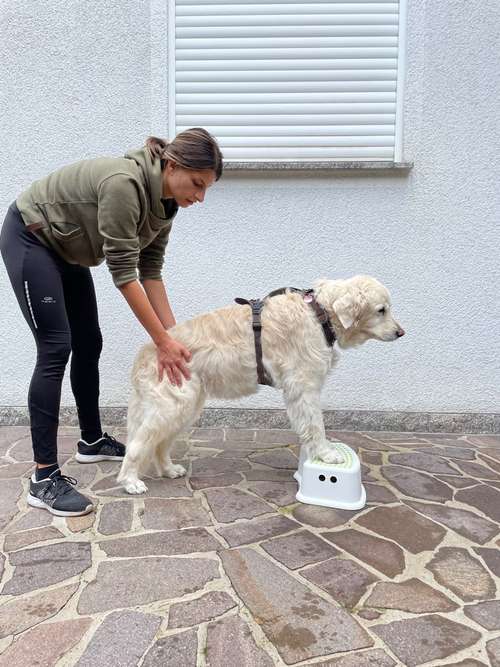 Hundeauslaufgebiet-aniveda Tierphysiotherapie-Bild