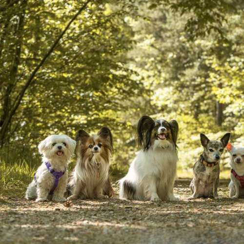 Hundeauslaufgebiet-Little Legends-Hundetraining für kleine Hunde-Bild
