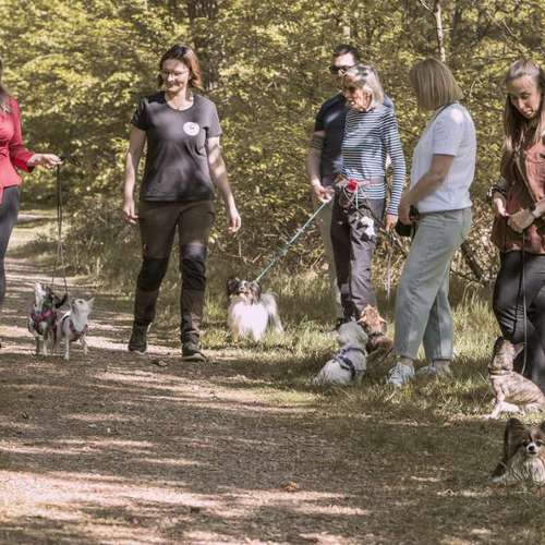 Hundeauslaufgebiet-Little Legends-Hundetraining für kleine Hunde-Bild
