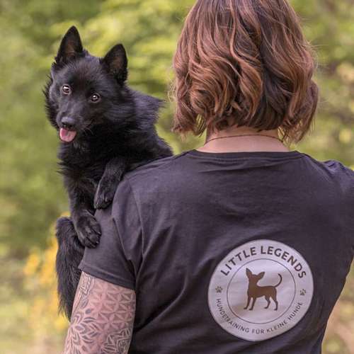 Hundeauslaufgebiet-Little Legends-Hundetraining für kleine Hunde-Bild