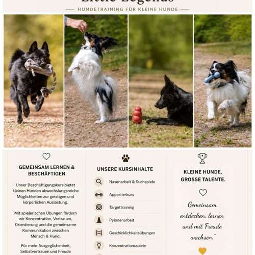 Hundeauslaufgebiet-Little Legends-Hundetraining für kleine Hunde-Bild