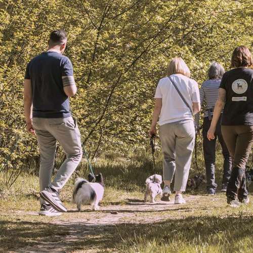 Hundeauslaufgebiet-Little Legends-Hundetraining für kleine Hunde-Bild