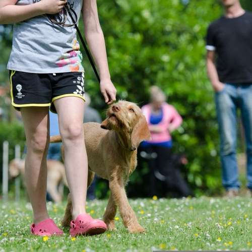 Hundeauslaufgebiet-Diabk9-Bild