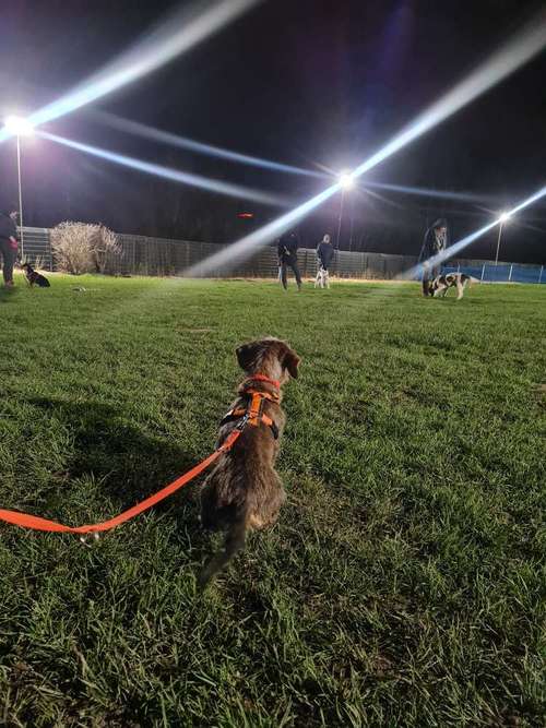 Hundeauslaufgebiet-Glückshunde/DIE POSITIVE HUNDESCHULE-Bild