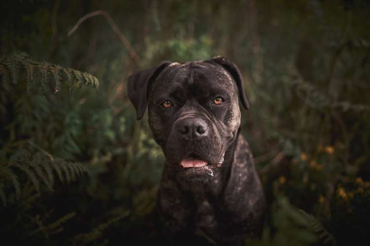 Hundeauslaufgebiet-Die Räuberhunde - Hundeschule | Hundetraining | Hundefotografie-Bild