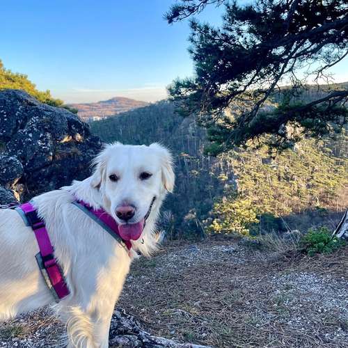 Hundeauslaufgebiet-State of a Pack-Bild