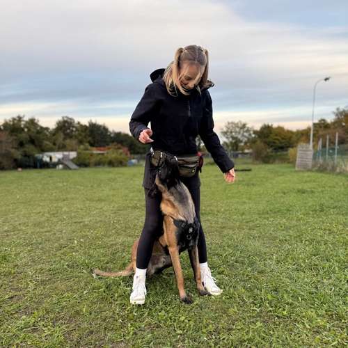 Hundeauslaufgebiet-State of a Pack-Bild