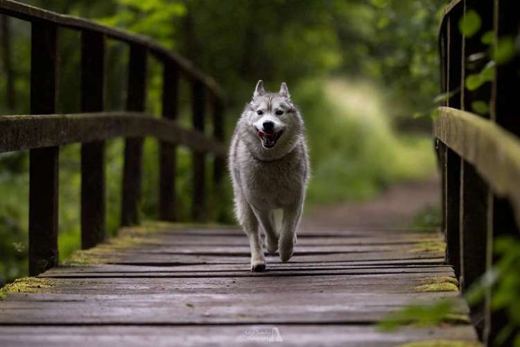 Hundeauslaufgebiet-Katja Budnikov Photography-Bild