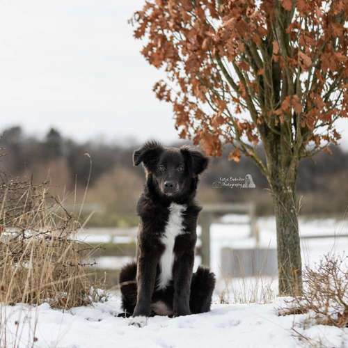 Hundeauslaufgebiet-Katja Budnikov Photography-Bild